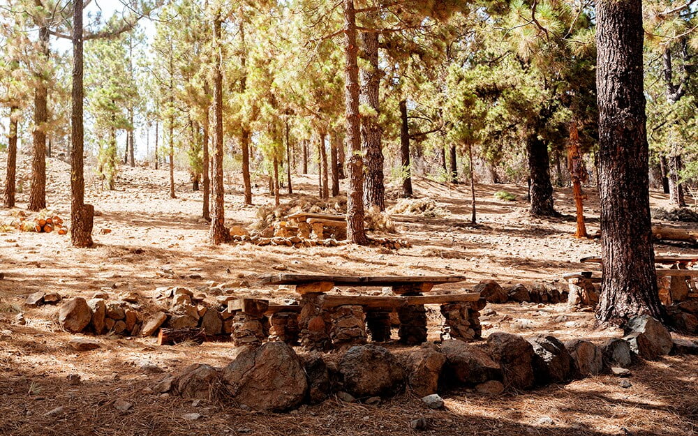 picnic tables in the forest