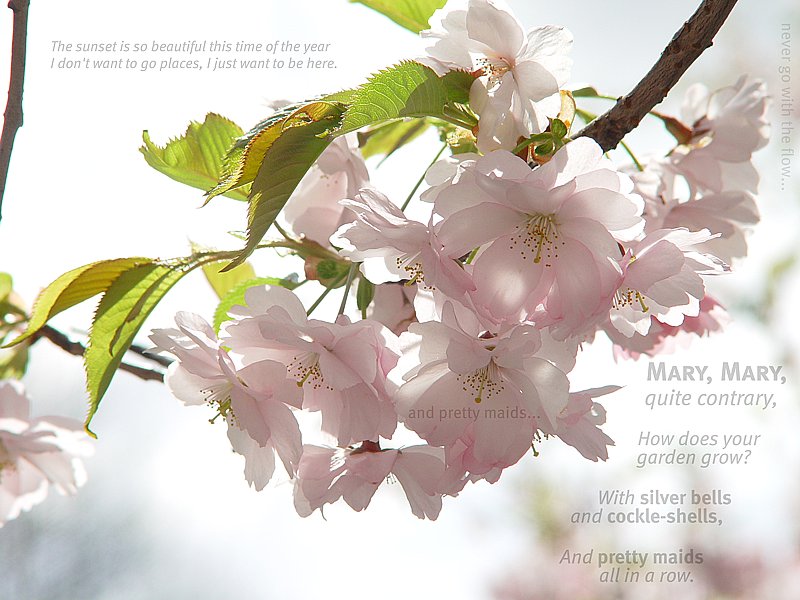 Cherry blossoms with the lyrics to "Mary Mary" overlaid