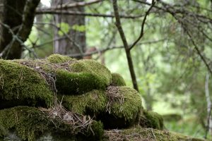 The Swedish Forest