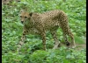 GEPARD_ZOO ARNHEIM