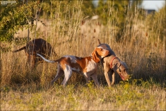 Hundetræning 02-08-2018