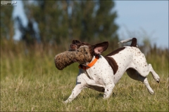 Hundetræning 06-07-2017