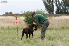 Hundetræning 07-07-2016