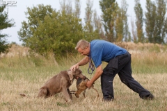 Hundetræning 09-08-2018