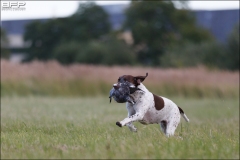 Hundetræning 11-08-2016