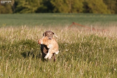 Hundetræning 16-05-2019