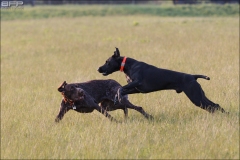 Hundetræning 18-05-2017