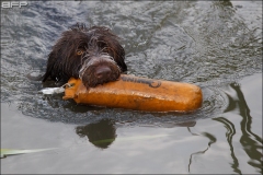 Hundetræning 18-06-2015