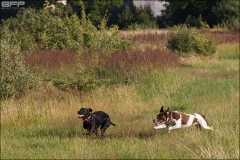 Hundetræning 21-07-2016