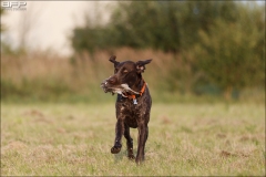 Hundetræning 24-08-2017