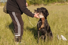 Hundetræning 25-05-2017