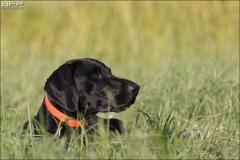 Hundetræning 25-08-2016