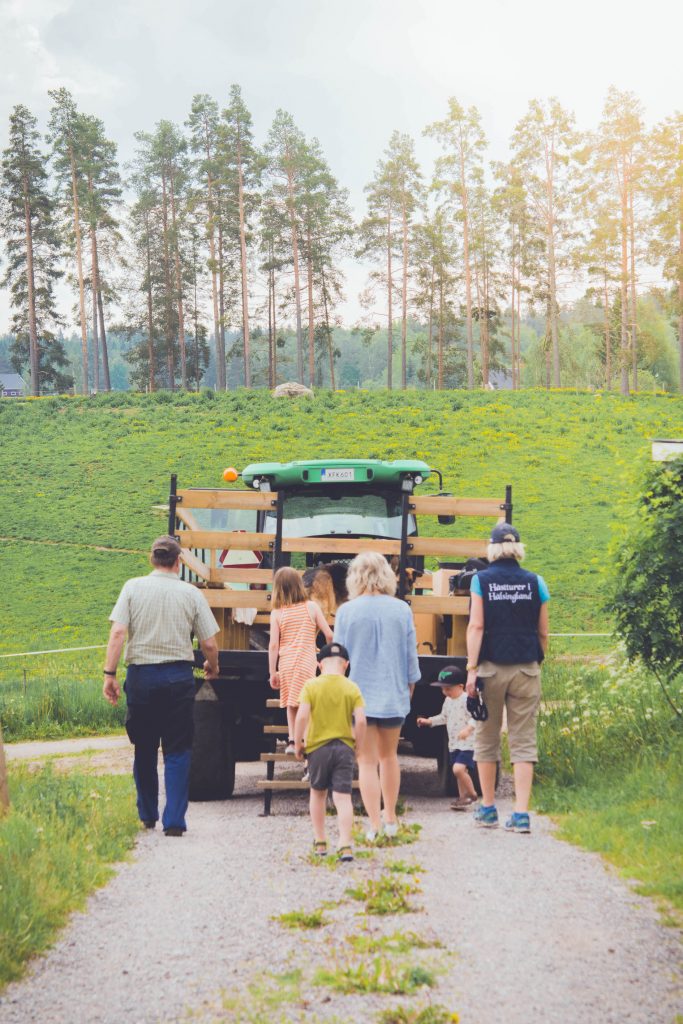 Dags att hoppa upp i vagnen bakom traktorn för att åka ut i kohagen