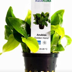 Anubias Golden nana””