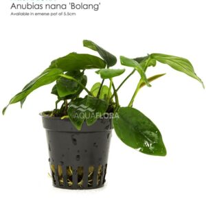 Anubias barteri var. nana Bolang””