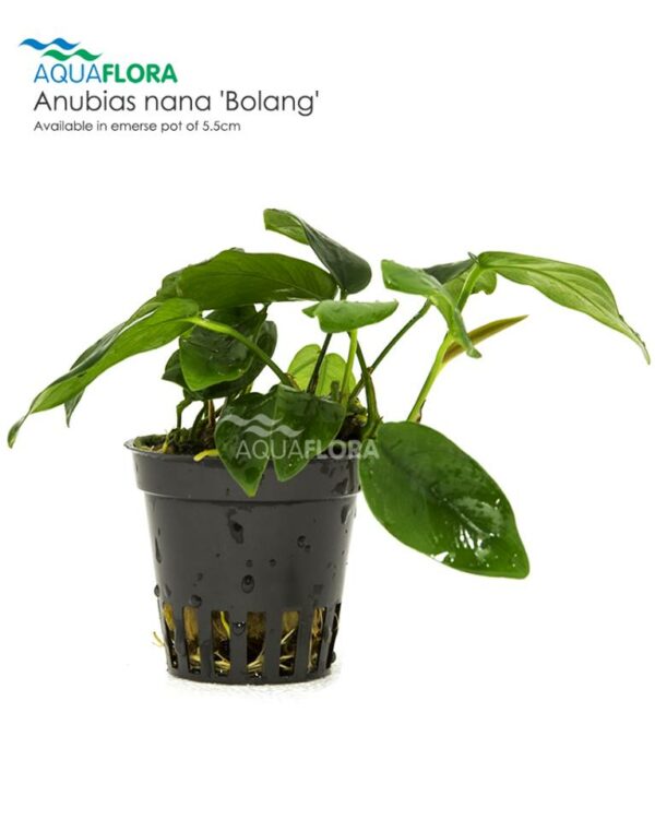 Anubias barteri var. nana Bolang""