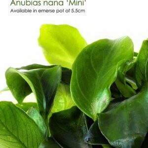 Anubias barteri var. nana mini””