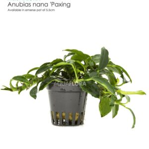 Anubias barteri var. nana Paxing””