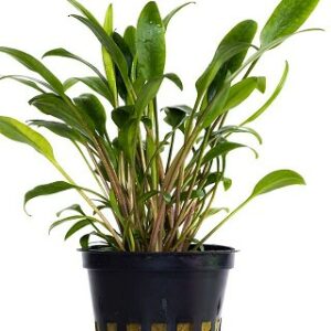 Cryptocoryne lucens