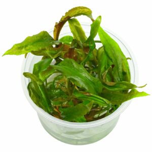 Cryptocoryne usteriana vc 3 p