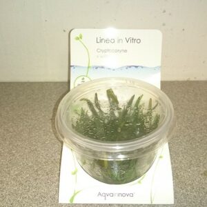 Cryptocoryne x willisii vc 3 p