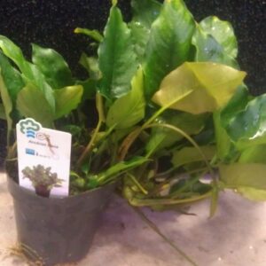 Anubias nana XL