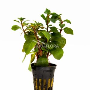 Ludwigia glandiosa Mesacana””