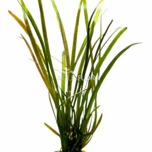 Vallisneria rubra