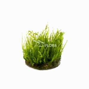 Vesicularia species Creeping Moss vc 3 p