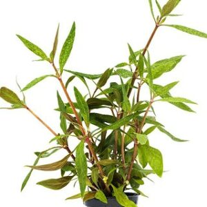 Alternanthera reineckii 5p