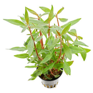 Alternanthera reineckii “Mini” 5 p