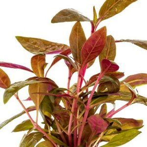 Alternanthera reineckii “Rosaefolia” 10 p