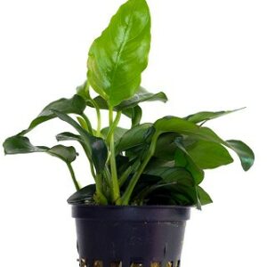 Anubias nana 5 p