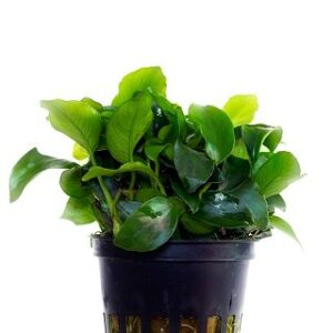 Anubias nana “mini” 5p