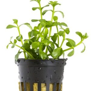 Bacopa crenata 10 p