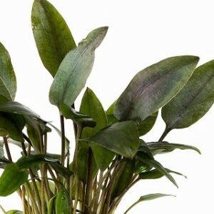 Cryptocoryne beckettii 5 p