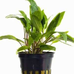 Cryptocoryne x willisii 5 p