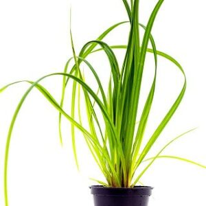 Cyperus helferi 5 p