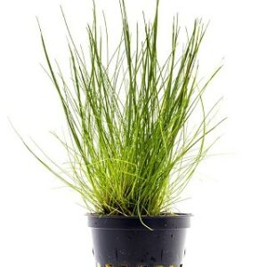 Eleocharis acicularis 5 p