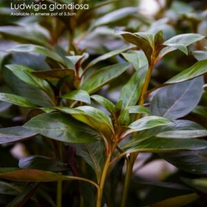 Ludwigia glandiosa 5 p