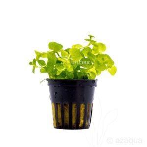 Lysimachia nummularia “Aurea” 5 p