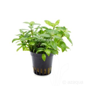 Hygrophila polysperma “Sunset” 5 p