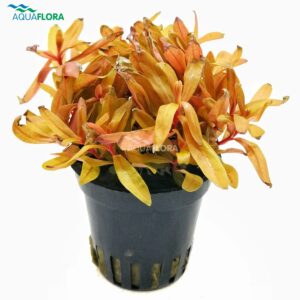 Nesea pedicellata “Golden” 5 p