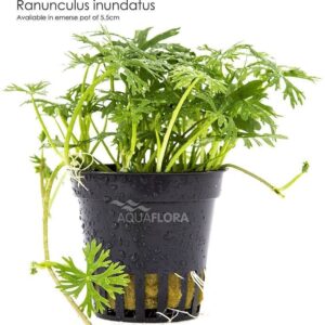 Ranunculus inundatus 5 p