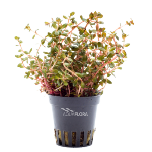 Rotala rotundifolia “Orange Juice” 5 p