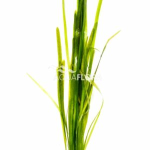 Vallisneria australis “gigantea” 10 p