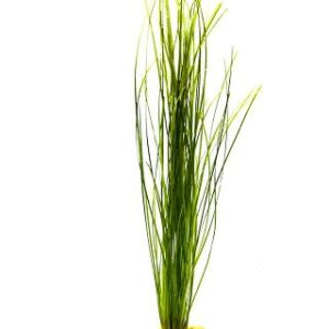 Vallisneria nana 5 p