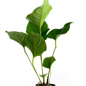 Anubias hastifolia