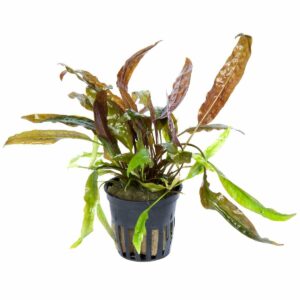 Cryptocoryne usteriana