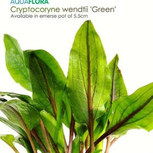 Cryptocoryne wendtii “Green”